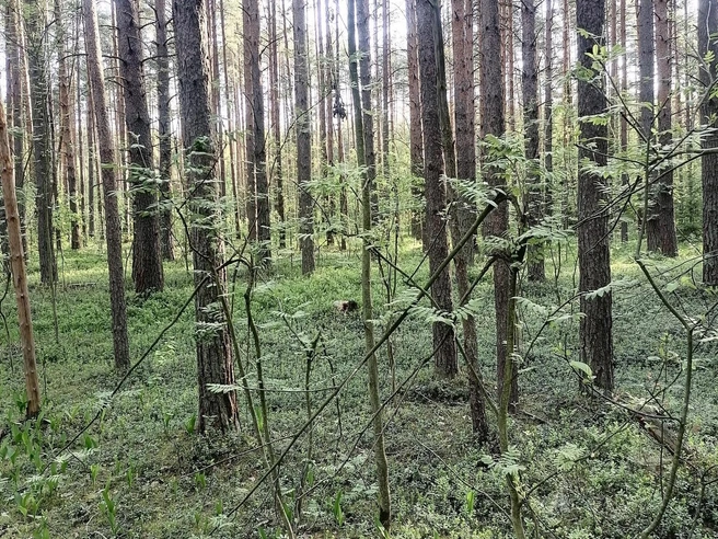 Грибник также обратил внимание на поломанные рябины  | Источник: читатель 76.RU