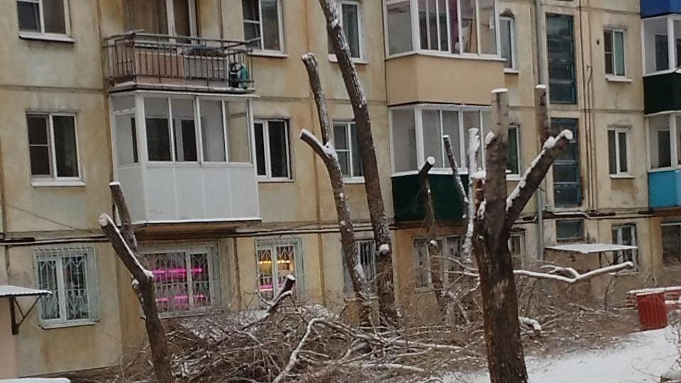 «Пилим деревья — мы плохие, не пилим — тоже плохие». Читинская УК рассказала о претензиях жильцов, разделенных на два лагеря