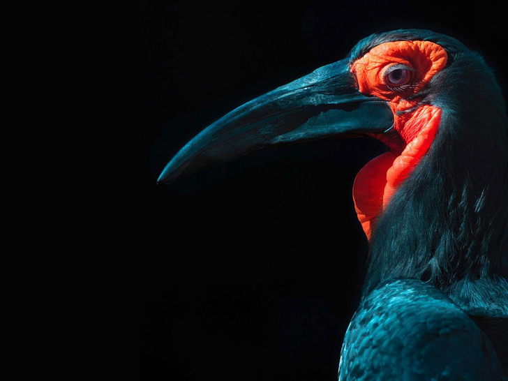 Птица-гром: как живет кафрский рогатый ворон