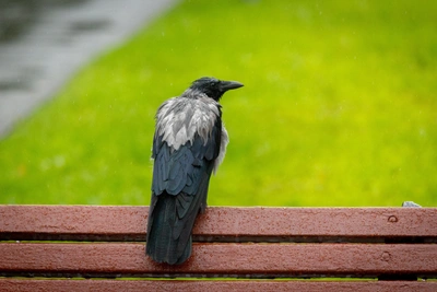 Холодный циклон накрыл Свердловскую область: прогноз потепления
