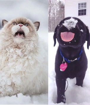 Первый снег: кошки vs собаки (много уморительных фото)