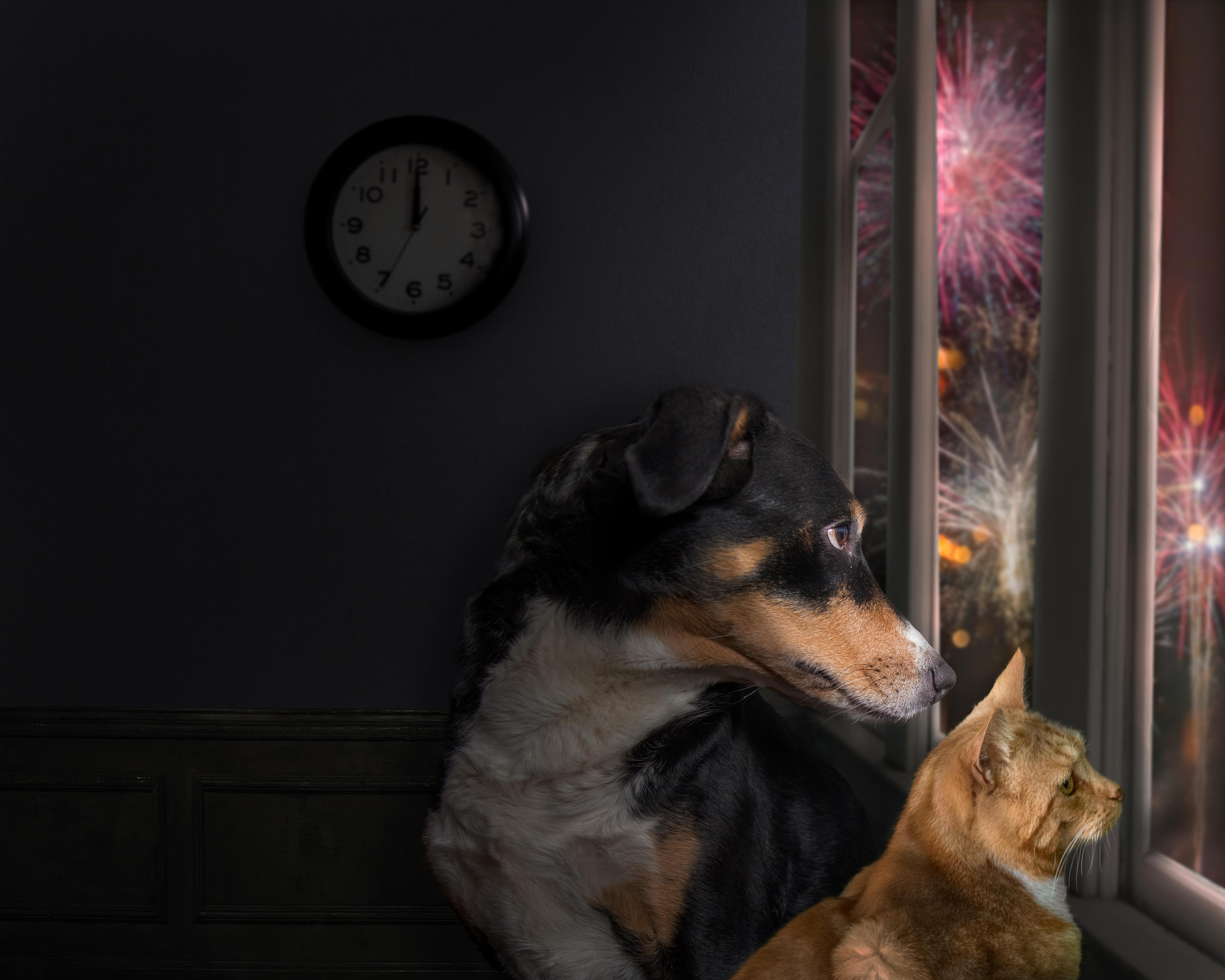 Праздник для людей, ужас для животных: почему питомцы боятся фейерверков и как им помочь