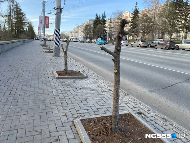 Деревья обрубили до самого ствола | Источник: Тамара Башаева / NGS55.RU