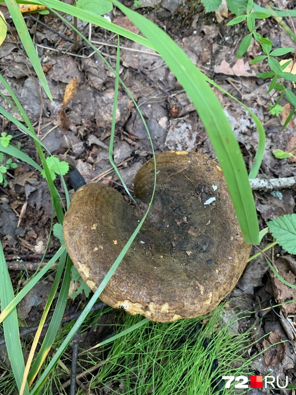 Не все грибники знают о черных груздях | Источник: читатель 72.RU