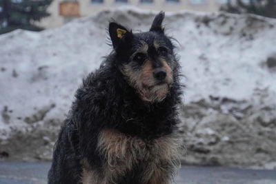 Бурматов упрекнул Зауралье в бездействии по проблеме собак