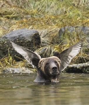 15 самых смешных фото медведей за всю историю комического конкурса Comedy Wildlife Photography Awards