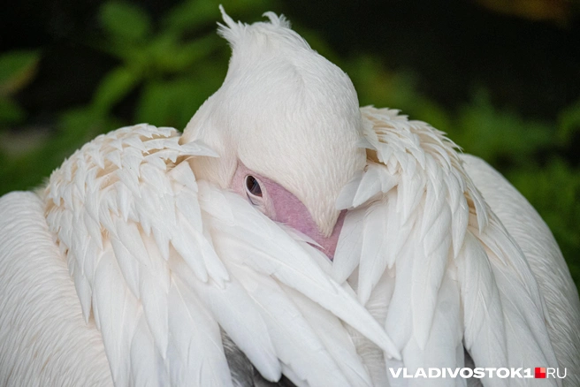 Источник: Елена Буйвол / VLADIVOSTOK1.RU