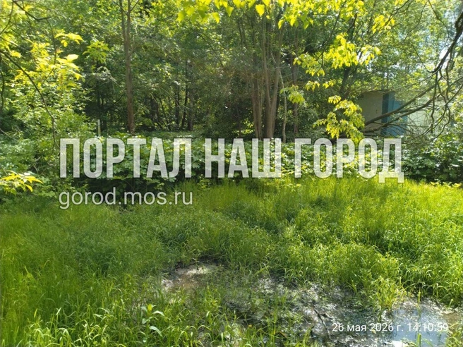 Борщевик в парке | Источник: gorod.mos.ru