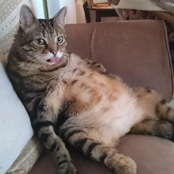 «Последний кусочек был лишним» | Источник: Ann Marie Connolly / Comedy Pet Photography Awards