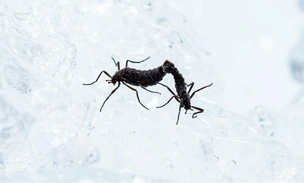 Приятного аппетита: единственное насекомое Антарктиды с удовольствием пообедало микропластиком