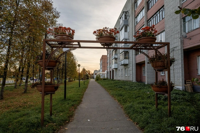 Яркие цветочные арки стали украшением тротуара в поселке | Источник: Александр Куренной / 76.RU