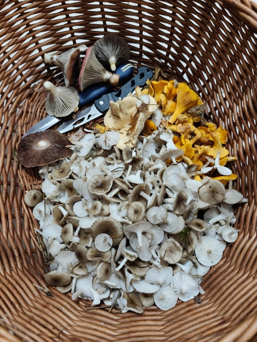 Источник: Антонина Ефимова / Грибы в Подмосковье 2025 / VK.com