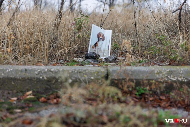На некоторых — хозяева попробовали восстановить хотя бы надгробную табличку | Источник: Алексей Волхонский / V1.RU