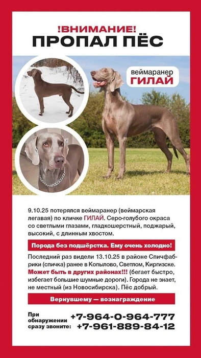 Источник: хозяин пса Александр