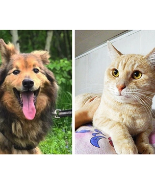 Котопёс недели: пёс Артемон и кот Лучано