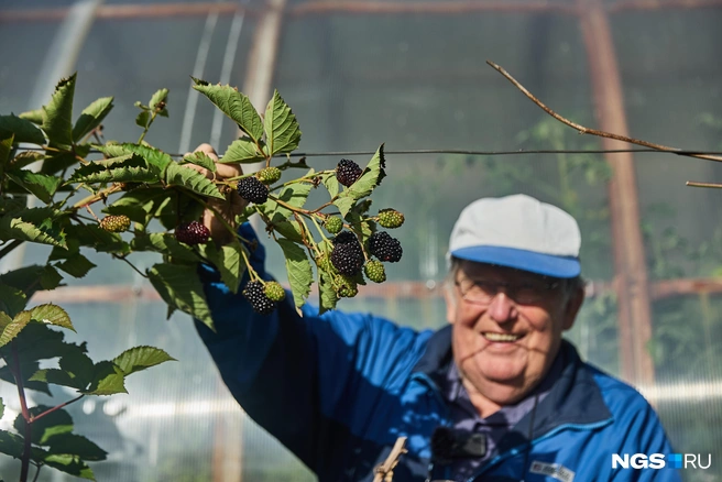 Такие крупные ягоды можно получить с особых сортов | Источник: Александр Ощепков / NGS.RU