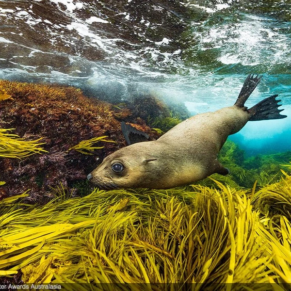 Финалист в номинации «Австралийские воды» | Источник: Rowan Dear / Underwater Awards Australasia 2025