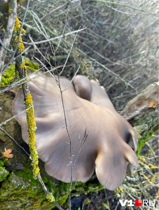 Так гриб выглядел до срезки | Источник: читательница V1.RU