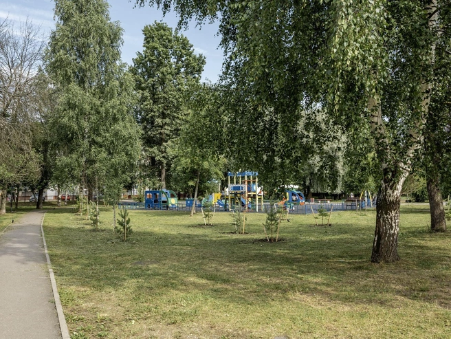 Зеленую зону дополнили молодыми деревьями | Источник: Александр Куренной / 76.RU