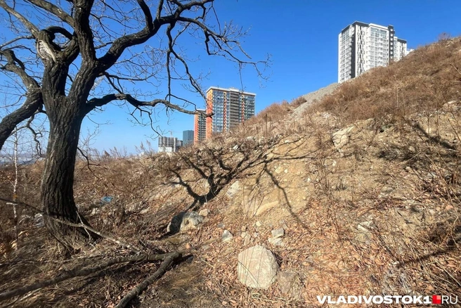 За земли разгорелась настоящая битва | Источник: Елена Буйвол / VLADIVOSTOK1.RU