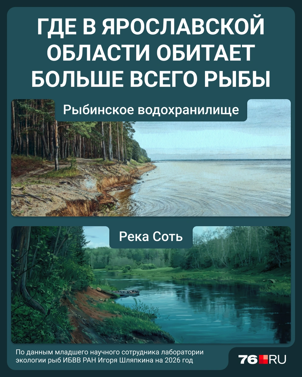 Где в Ярославской области обитает больше всего рыбы | Источник: Мария Романова / Городские медиа