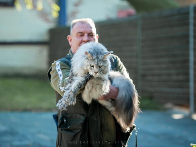 Кот сейчас весит 14 килогораммов | Источник: Ирина Логовская