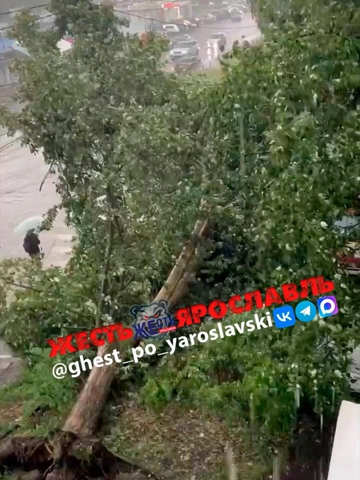 Дерево упало на машины | Источник: Жесть Ярославль / Vk.com