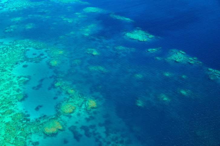 Большой Барьерный риф потерял половину своих кораллов
