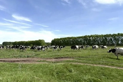 Под Уфой продают ферму с 115 головами скота за 17,5 млн