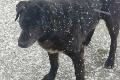 Два месяца скитаний: старая собака в Коле нуждается в доме