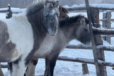 Breeding Hardy Yakut Horses That Survive -70°C