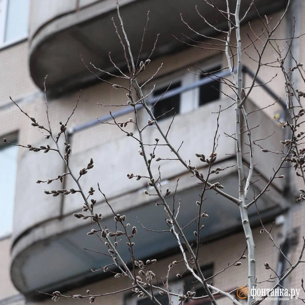 Источник: Сергей Михайличенко / «Фонтанка.ру»