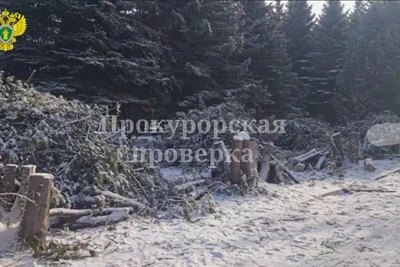 Директор Бобрики получила выговор за вырубку аллеи