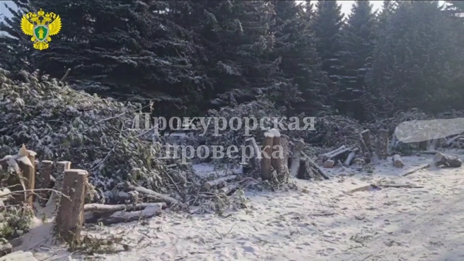 Так выглядели спиленные в начале 2025 года туи | Источник: Прокуратура Тульской области