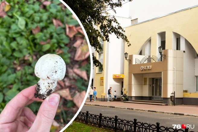 Миколог рассказала, какие грибы растут на газоне в городе | Источник: читательница 76.RU, Кирилл Поверинов / 76.RU