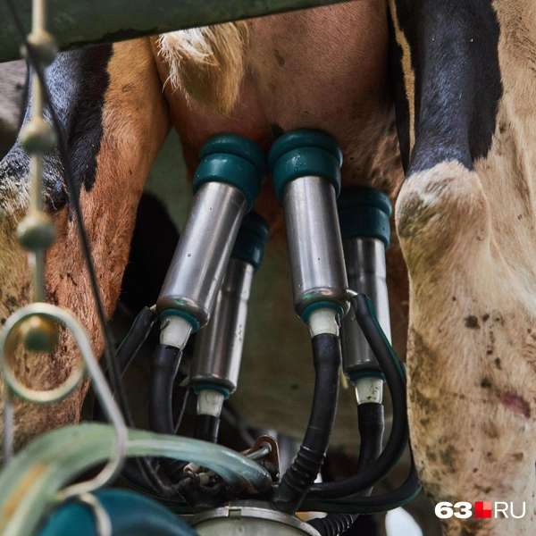 Источник: Роман Данилкин / 63.RU