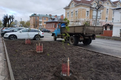 В Костроме высажено 930 деревьев и кустарников