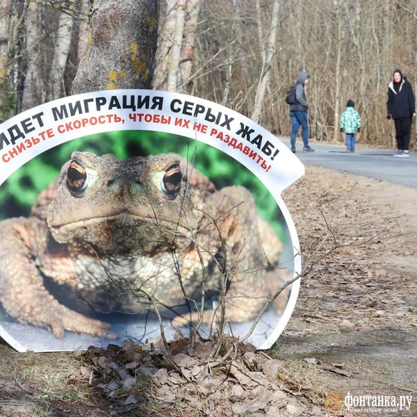 Жабы спрятались от волонтеров, жаждущих помочь им в любви. Причина очевидна | Источник: Марина Мамонтова / FONTANKA.RU