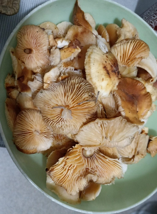 Уральцы делятся фото грибов  | Источник: Елена Колчина / «Грибы Екатеринбурга и Свердловской области» во «ВКонтакте»