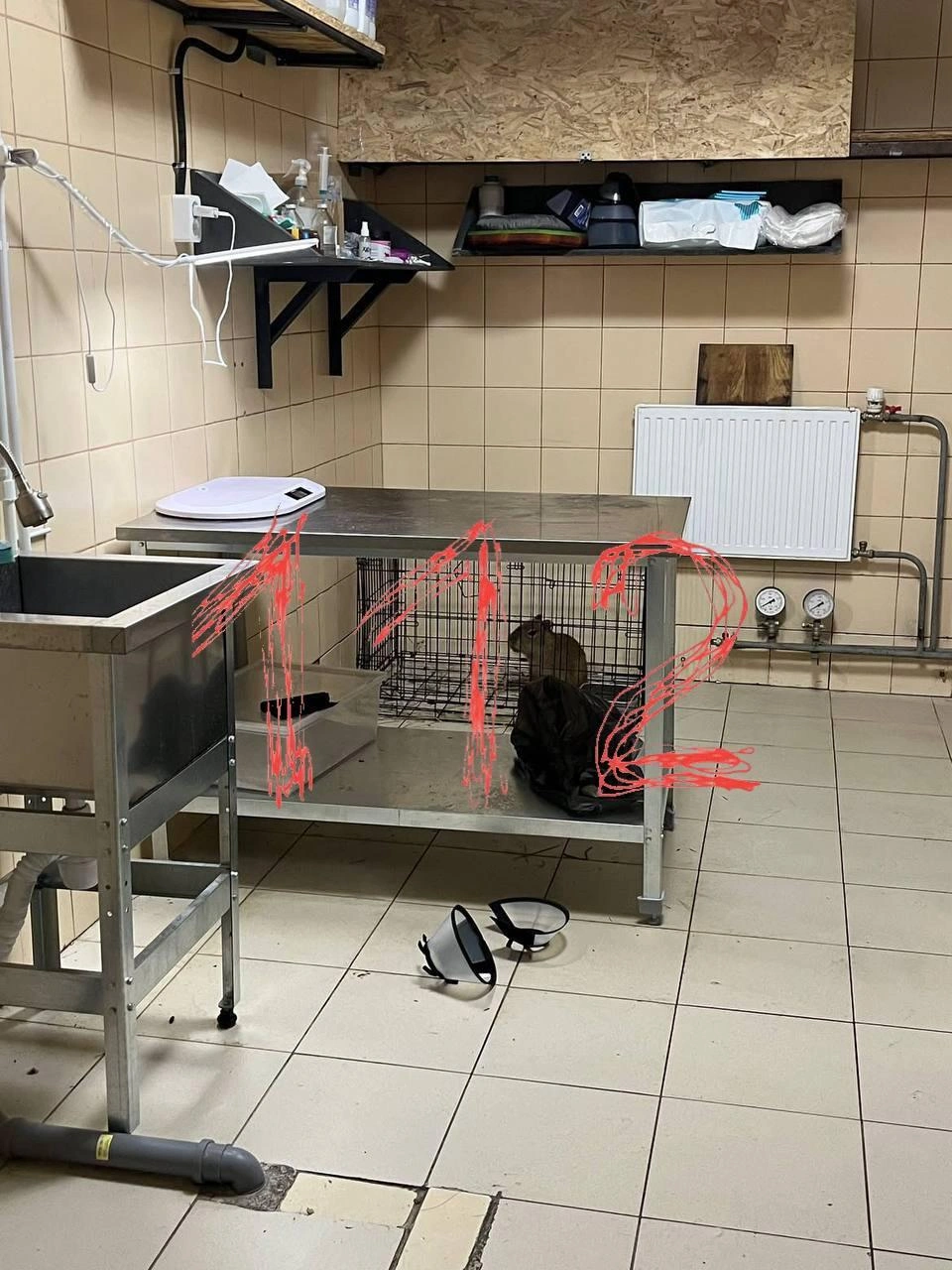 Заявление о том, что в каком-то кафе капибар держали в клетке | Источник: 112 / T.me