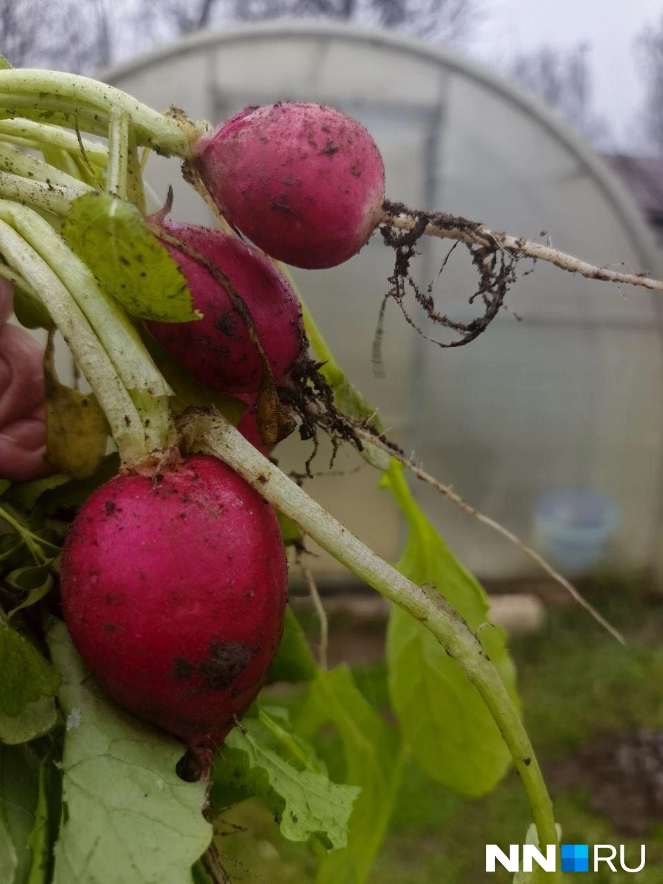 А дачники успели собрать зимний урожай редиса | Источник: читатель NN.RU