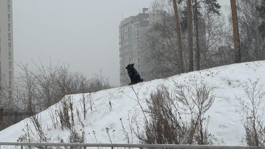 Екатеринбуржцы потеряли сон из-за собак, которые «безумно и жалостно воют». Что случилось?