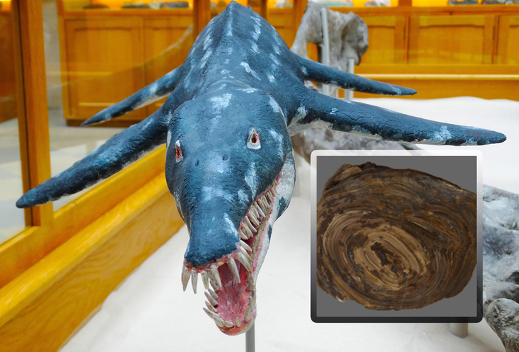 150 млн лет назад он мучил морское чудище: палеонтологи нашли древнейший желудочный камень