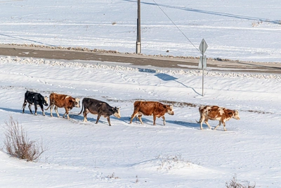 Rabies quarantine imposed near Inskaya poultry farm and Kuzbass home