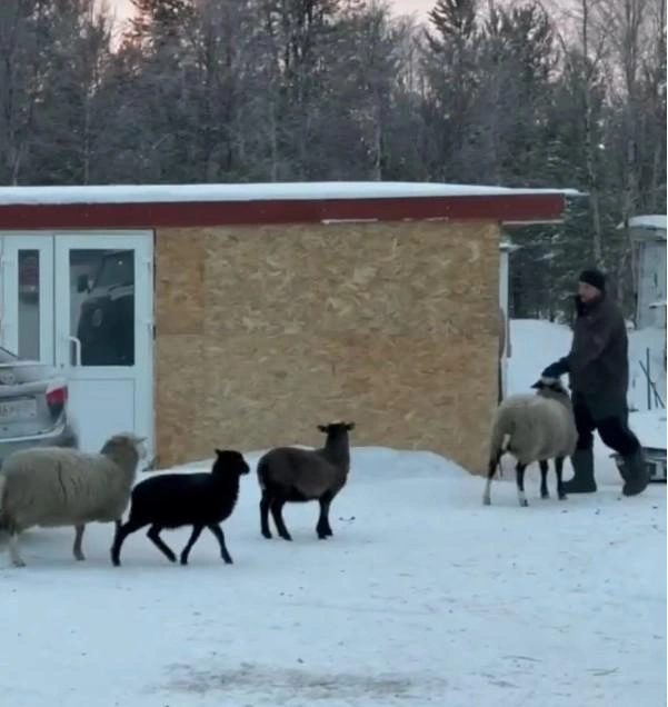 Фермер использует дизель-генератор | Источник: Народный фронт | Мурманская область / Vk.com
