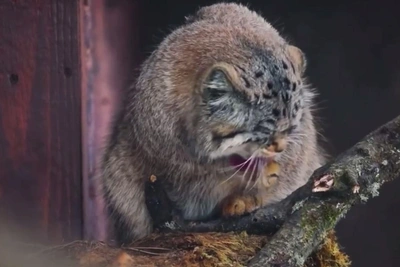 Манул Борис умылся перед камерой и получил лайки