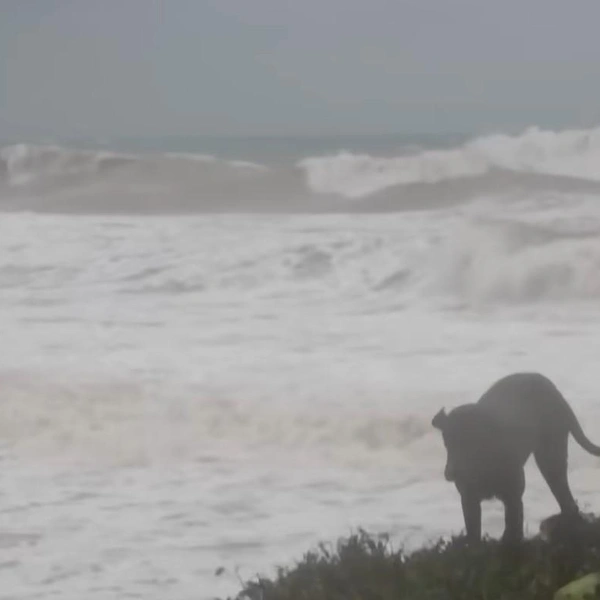 Источник: кадр из видео Channel 4 News