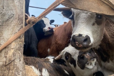 В Забайкалье остановили перевозку 32 голов КРС без ветдокументов