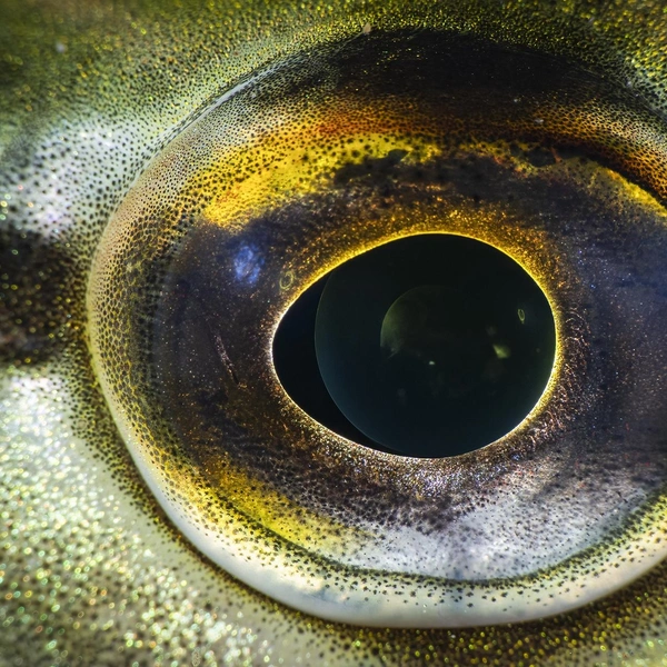 Источник: Mikko Saareila / Vuoden Luontokuva 2025