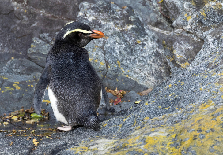 Не только в Антарктиде: посмотрите на 16 видов пингвинов из разных краев